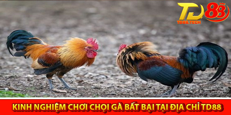 Đá Gà TD88 – Sân Chơi Đá Gà Uy Tín, Chất Lượng Nhất 6 Kinh nghiệm chơi chọi gà bất bại tại địa chỉ TD88