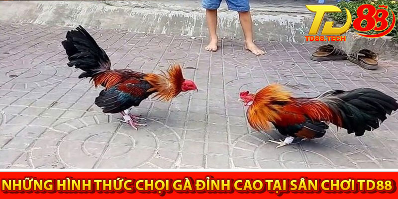 Đá Gà TD88 – Sân Chơi Đá Gà Uy Tín, Chất Lượng Nhất 5 Những hình thức chọi gà đỉnh cao tại sân chơi TD88
