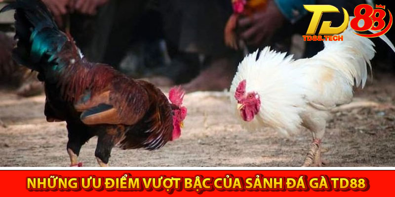 Đá Gà TD88 – Sân Chơi Đá Gà Uy Tín, Chất Lượng Nhất 4 Những ưu điểm vượt bậc của sảnh đá gà TD88